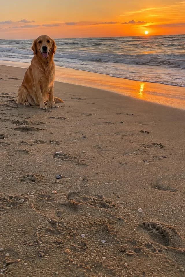 An uploaded portrait photo of a dog on a beach