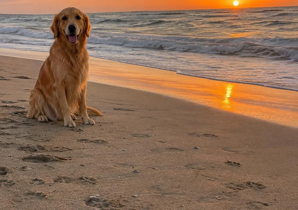 The same photo after smart crop, fitted to a MacBook Air lid with the dog and the sunset kept whole